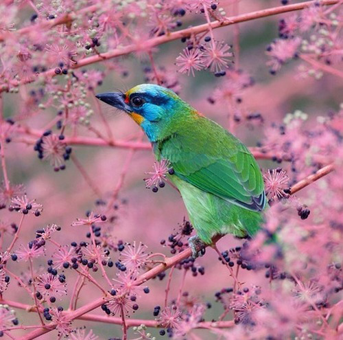 最美的鳥 憤怒的小鳥也不過如此