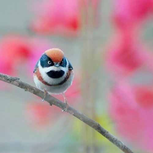 最美的鳥 憤怒的小鳥也不過如此