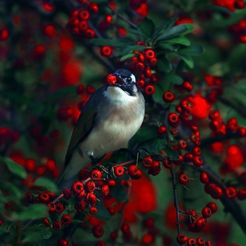 最美的鳥 憤怒的小鳥也不過如此
