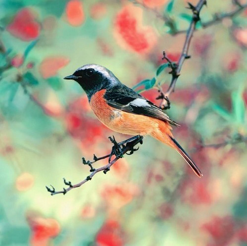 最美的鳥 憤怒的小鳥也不過如此