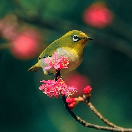 最美的鳥 憤怒的小鳥也不過如此
