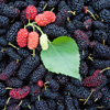 Bʺ<em>ݮ</em> Գϰ