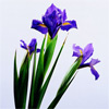 С<em>ζ</em> Sβ{ײ